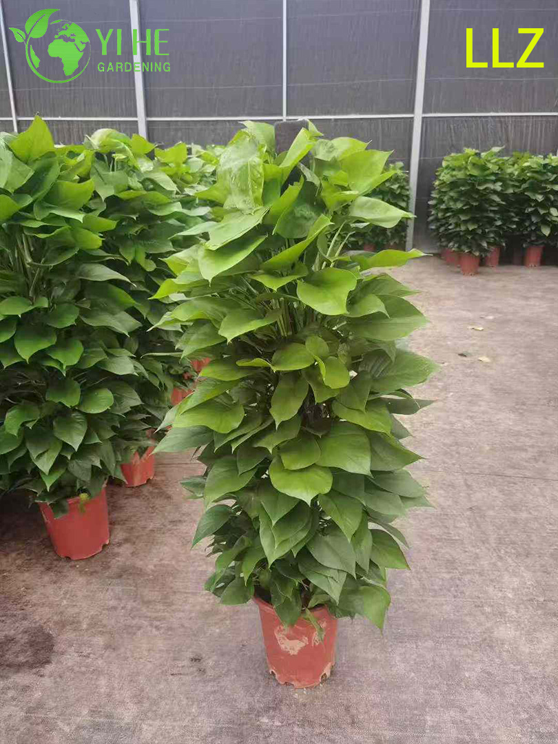 Эпипремнум золотистый — Ампельное комнатное вьющееся растение, очиститель воздуха, оптом