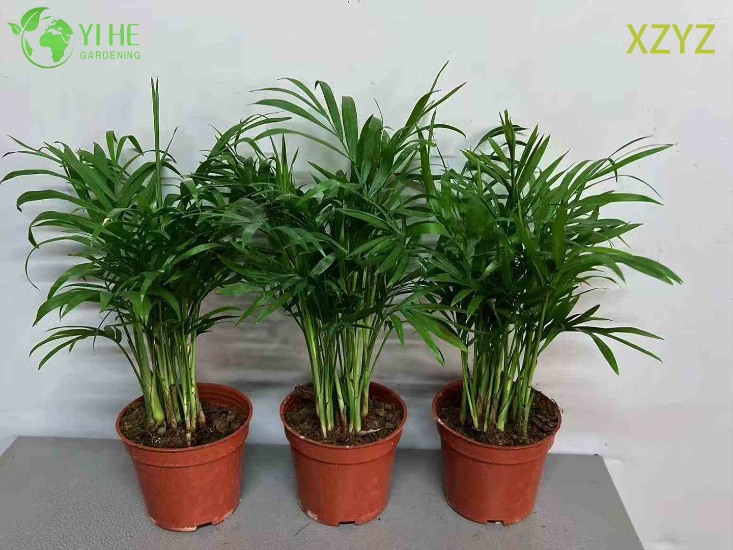 Хамедорея изящная — Комнатная теневыносливая тропическая пальма, очиститель воздуха, оптом
