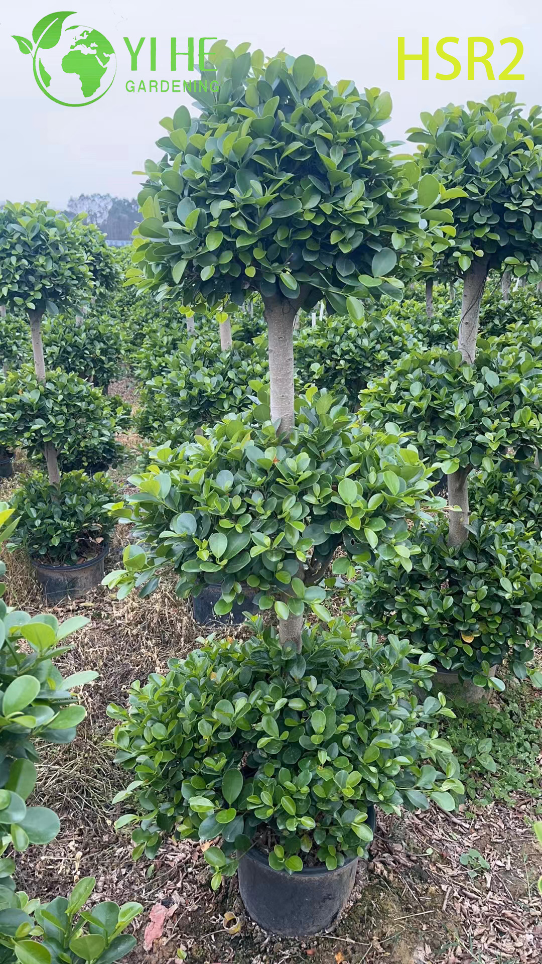 Фикус Вулкан декоративное комнатное растение крупное зелёное дерево горшок офис дом интерьер