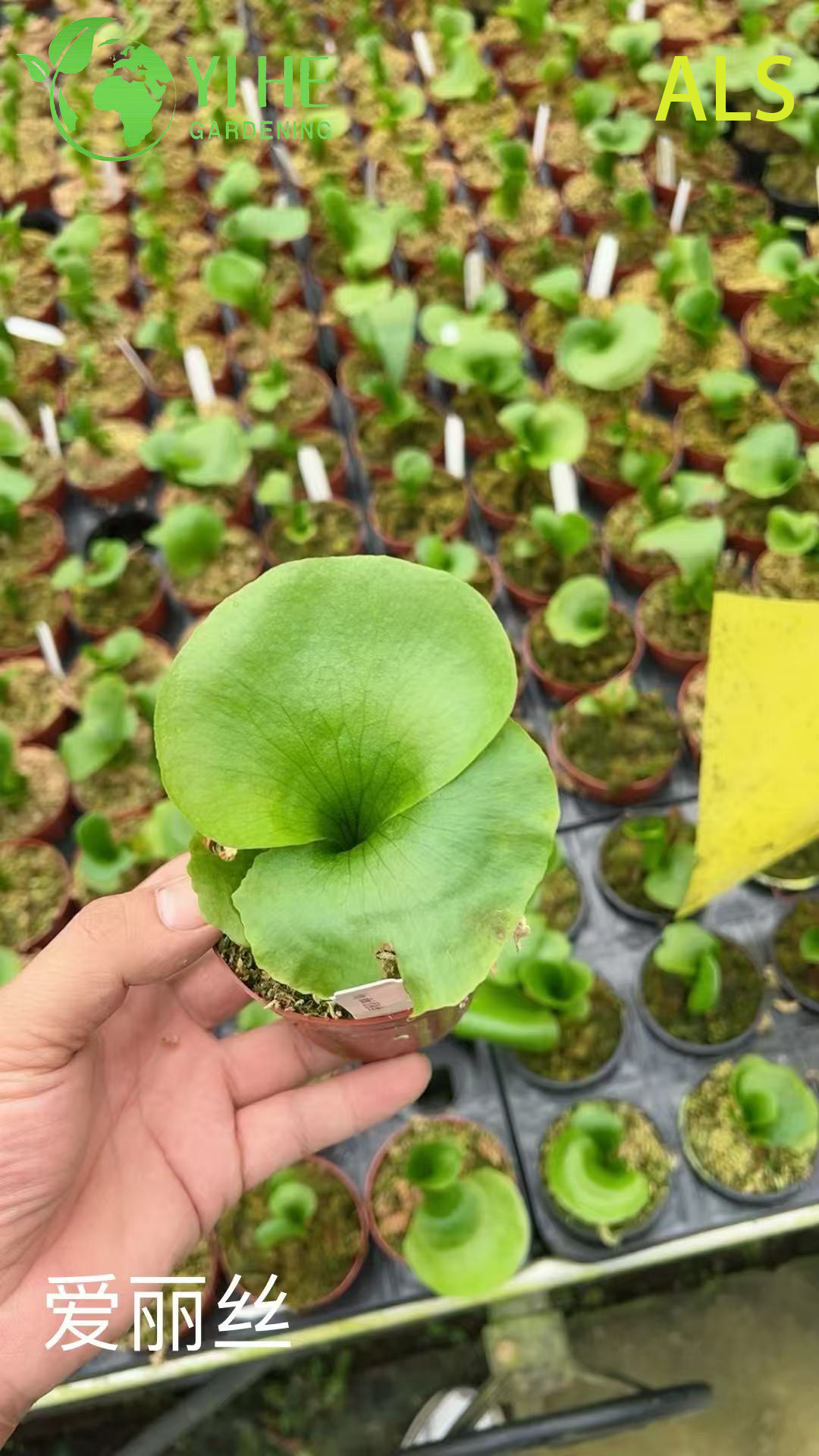 Адянтум лотосовидное (Adiantum lotus) — папоротник девичий волос комнатный декоративный тенелюбивый живой