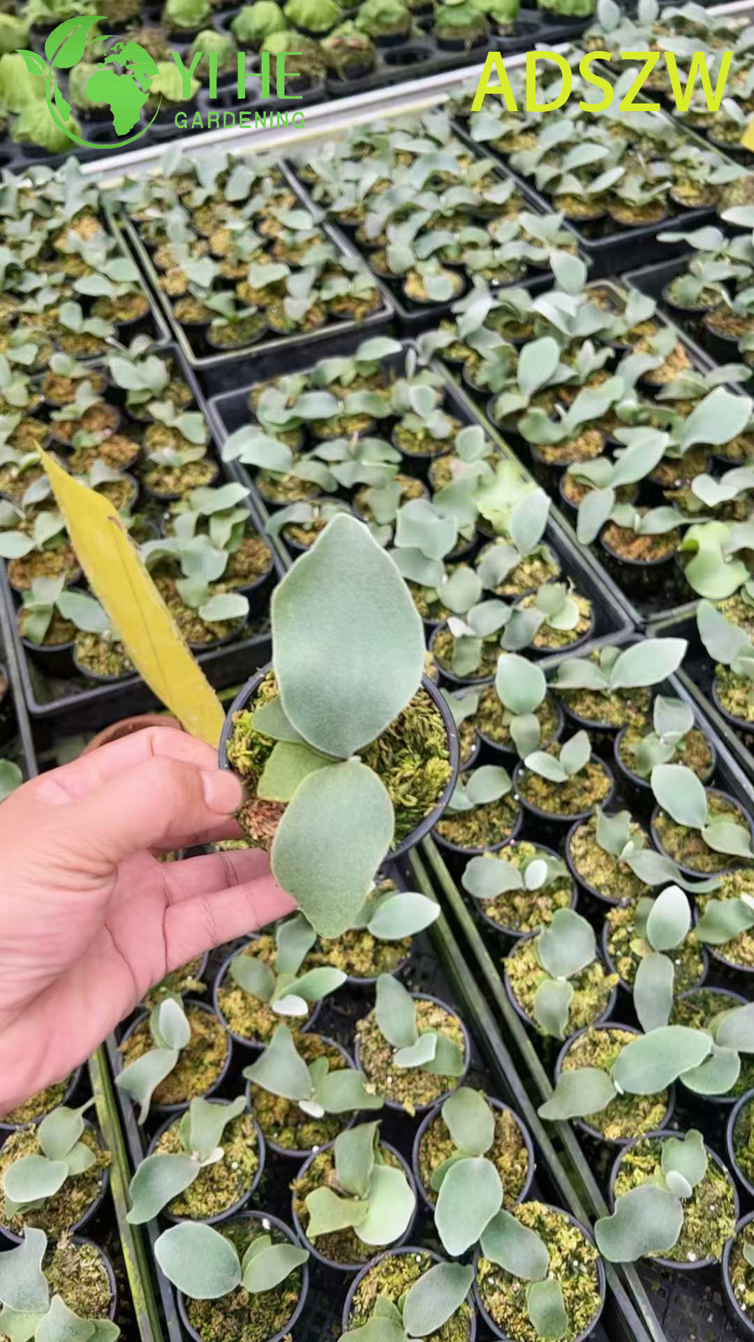 Адянтум лотосовидное (Adiantum lotus) — папоротник девичий волос комнатный тенелюбивый декоративный живой