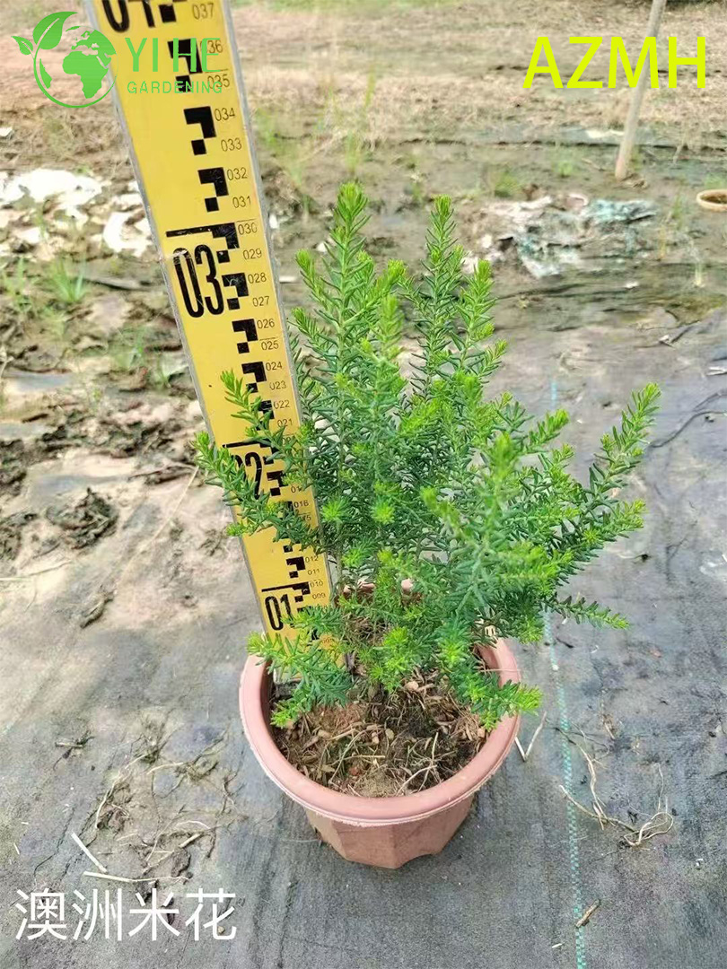 Озотамнус диосмистый (Ozothamnus diosmifolius) — рисовая трава вечный букет сухоцвет белый ароматный