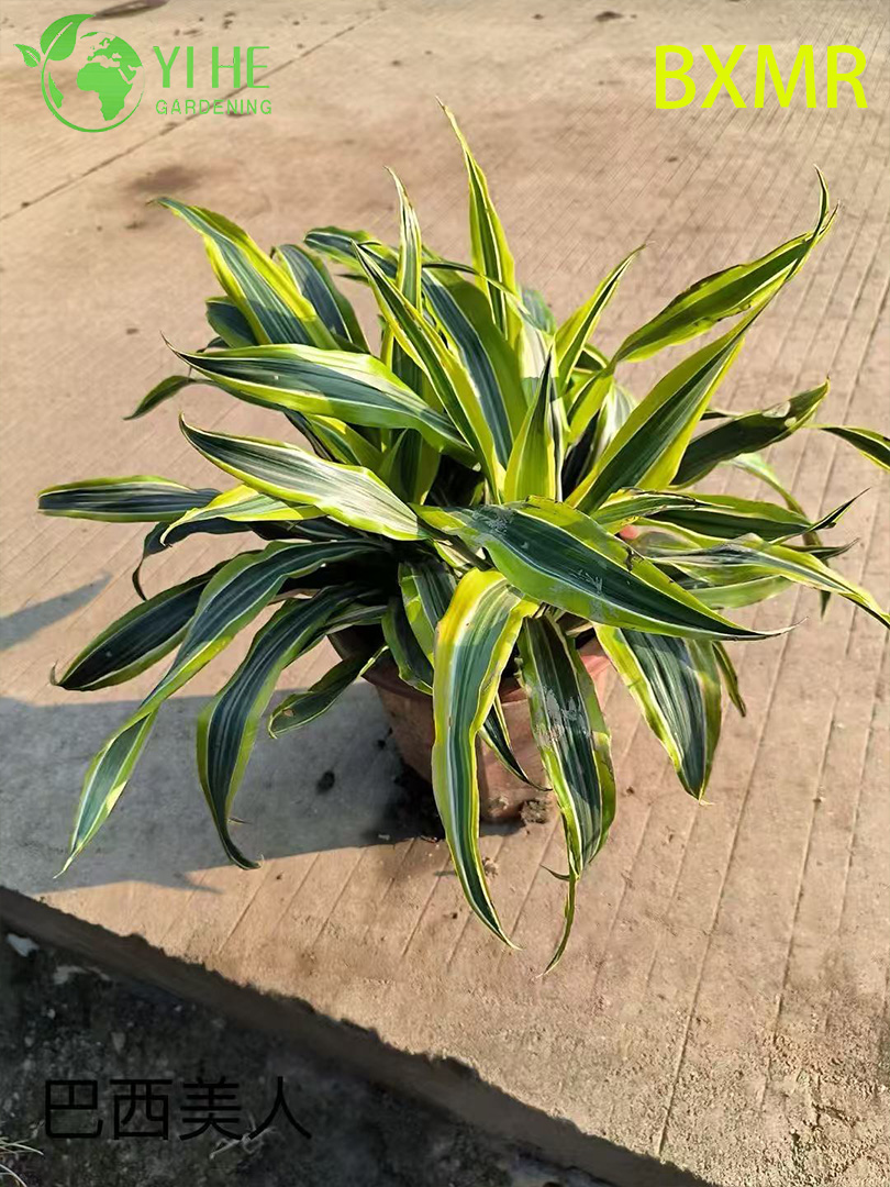 Драцена деременсис (Dracaena deremensis) — драцена душистая компактная комнатная очищающая воздух