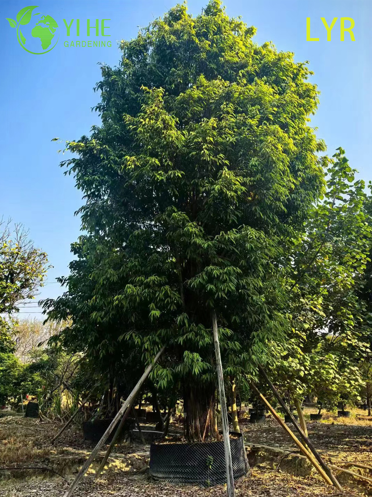Фикус Иволистный декоративное комнатное растение зелёное дерево горшок офис дом интерьер