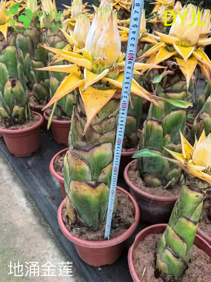 Муселла пушистоплодная (Musella lasiocarpa) — банан лотос карликовый золотой комнатный экзот