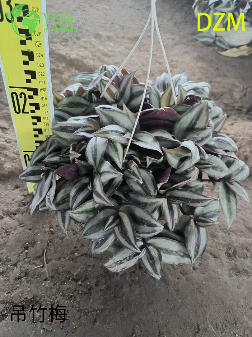 Традесканция зебриновая (Tradescantia zebrina) — зебрина ампельная подвесная комнатная пурпурная очищающая