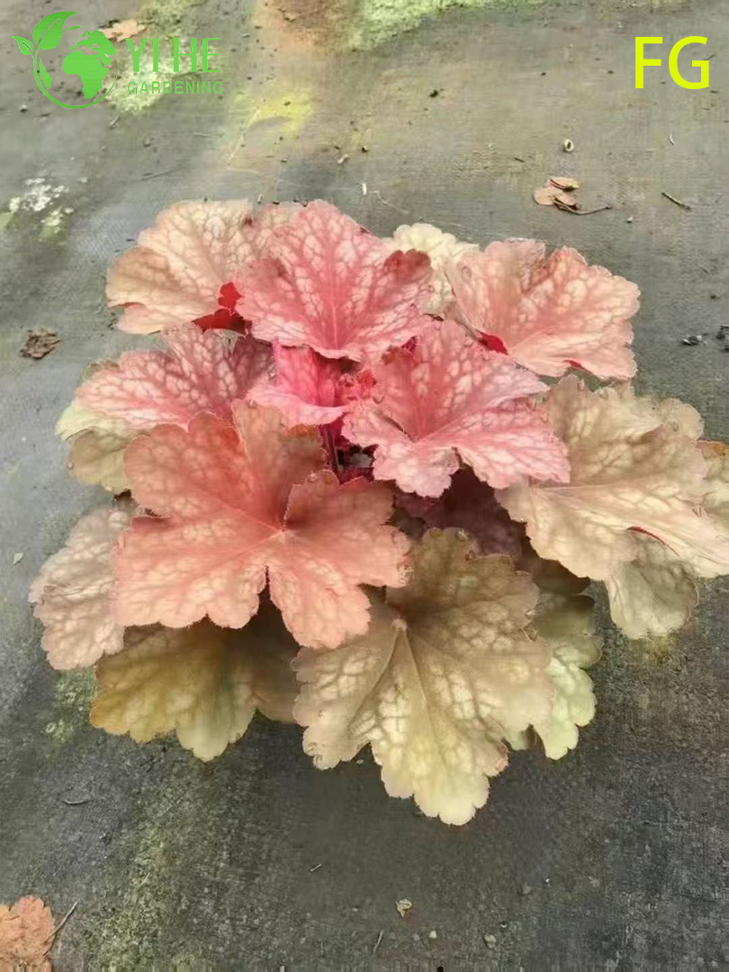 Хеучера мелкоцветковая (Heuchera micrantha) — гейхера пурпурная коралловая колокольчик садовая многолетняя