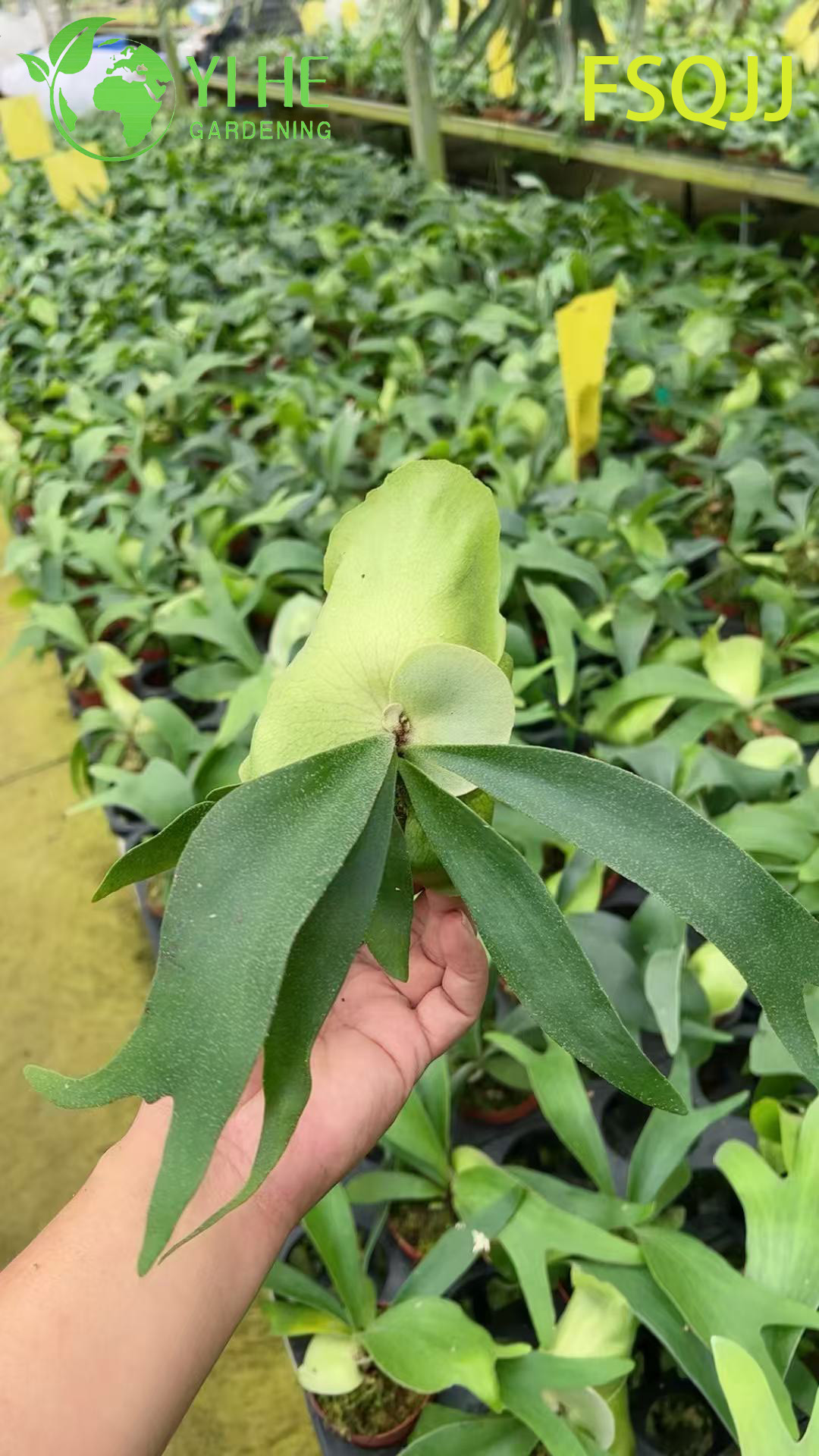 Платицериум Фоонг Сичи (Platycerium Foong Siqi) — оленьи рога папоротник эпифит подвесной экзот