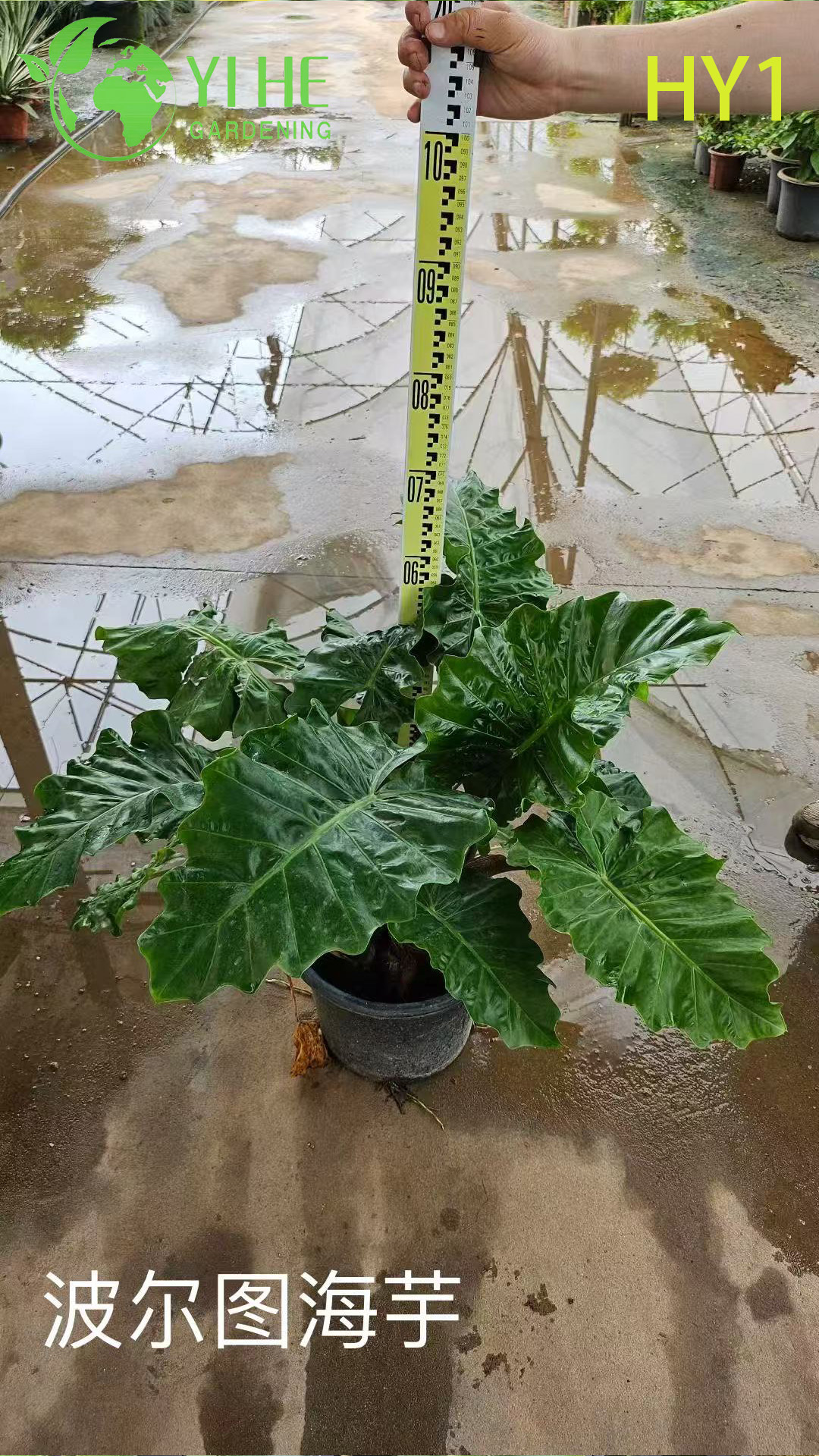 Алоказия крупнокорневая (Alocasia macrorrhizos) — гигантская слоновьи уши тропическая комнатная