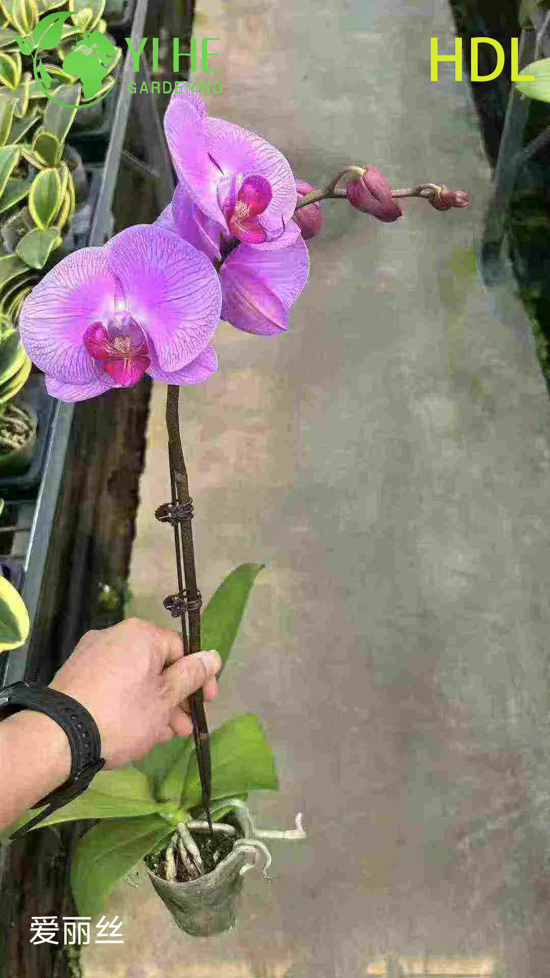 Фаленопсис Афродита (Phalaenopsis aphrodite) — орхидея бабочка белая мини комнатная цветущая