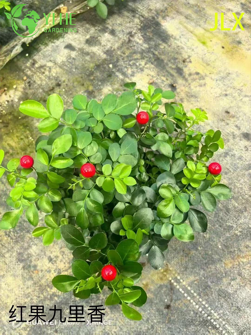 Муррая экзотическая (Murraya paniculata) — комнатное растение, бонсай, душистый мирт, апельсиновый жасмин