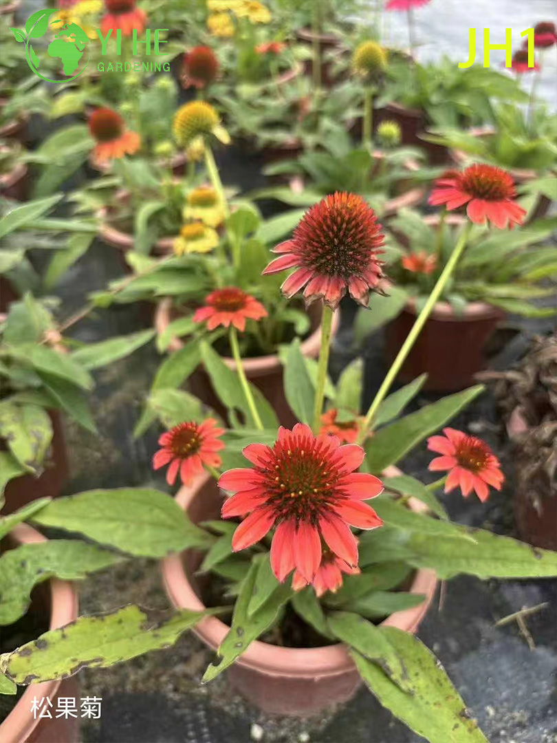 Хризантема корейская мультифлора — шаровидная осенняя садовая горшечная москва корея