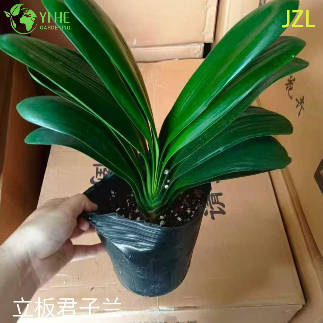 Кливия миниатюрная (Clivia miniata) — комнатная, цветущая, оранжевая, компактная, тенелюбивая, неприхотливая