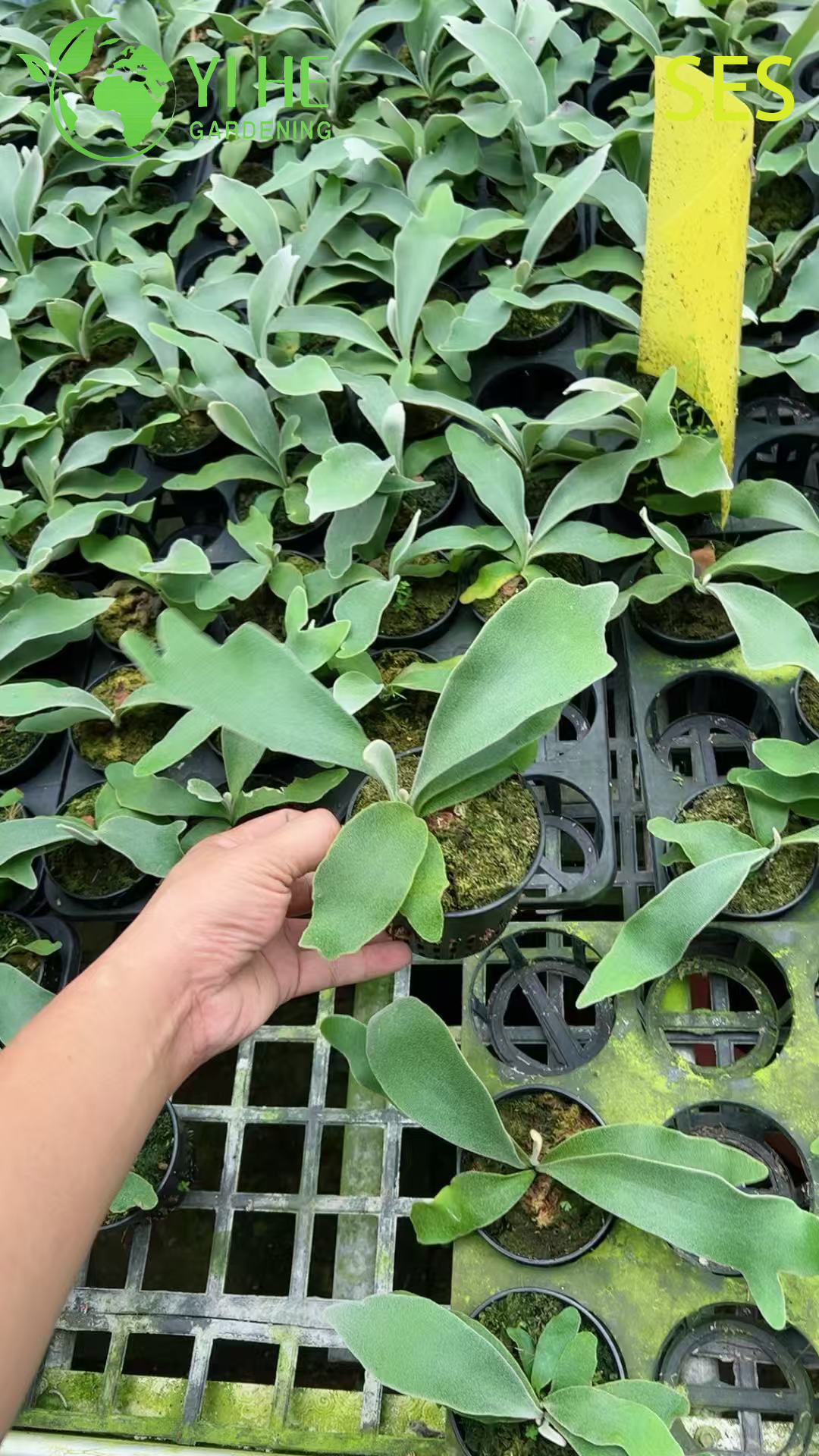 Платицериум двураздельный (Олений рог) — папоротник эпифит, платицериум бифуркатум, лосерог