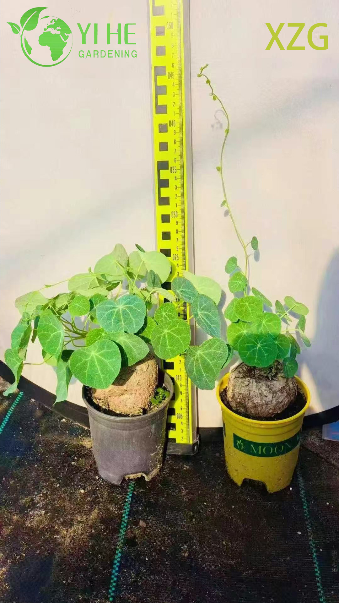 Стефания голововидная (Stephania cepharanta) — редкий клубень, каудексное растение, бонсай, пустынная роза