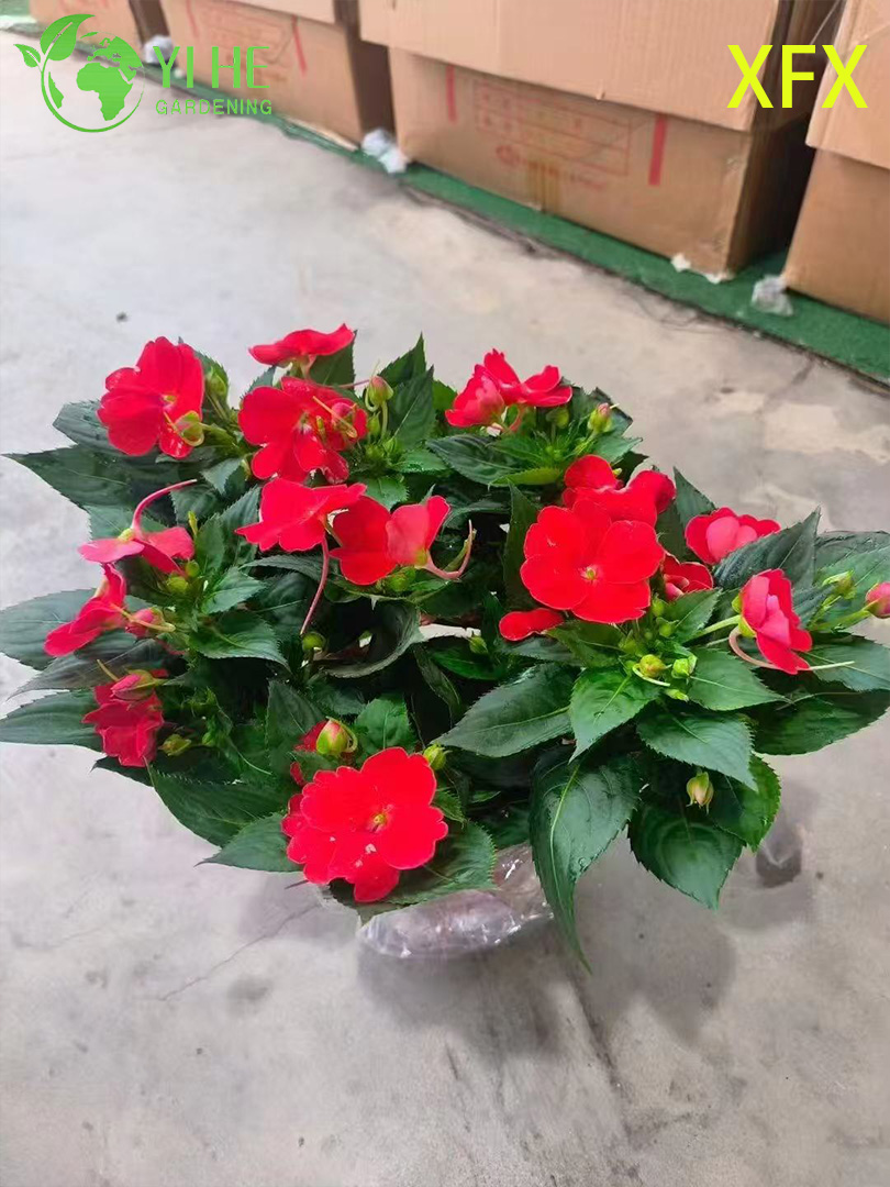 Базилик Хокера (Ocimum americanum) — лимонный базилик, пушистый, ароматный, тайский, комнатный, семена и рассада