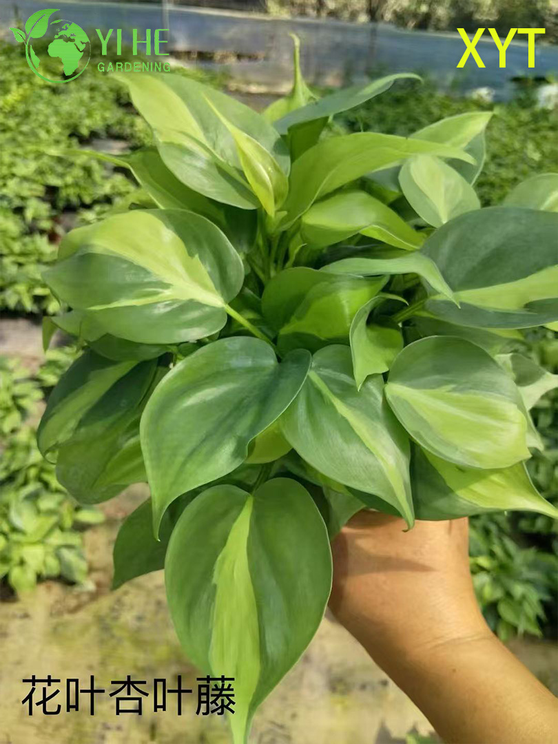 Эпипремнум золотистый (Сциндапсус) — лиана ампельная, пёстрый потос, комнатный плющ, вьющееся растение