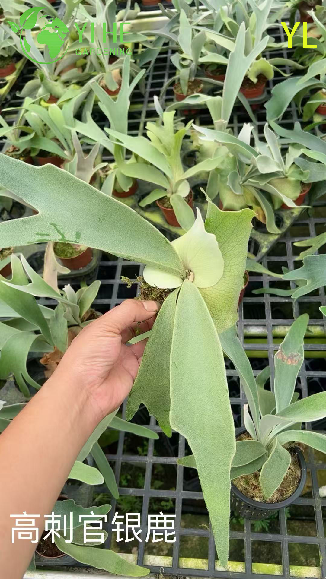 Платицериум Вейча / Оленьи рога — эпифит папоротник комнатный, платицериум бифуркатум