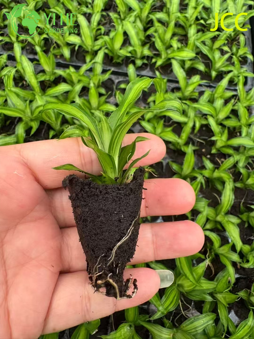 Драцена душистая ‘Gold Corn’ — Крупное комнатное дерево, пестролистное, очиститель воздуха, оптом