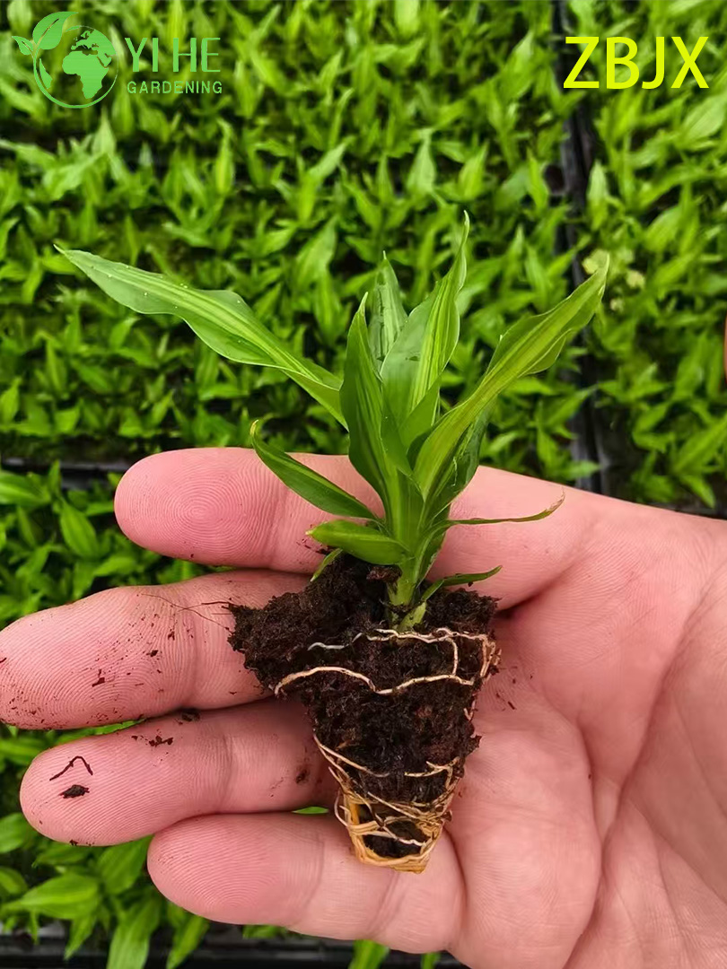 Драцена душистая — Тропическое крупное комнатное дерево, очиститель воздуха, неприхотливая, оптом.