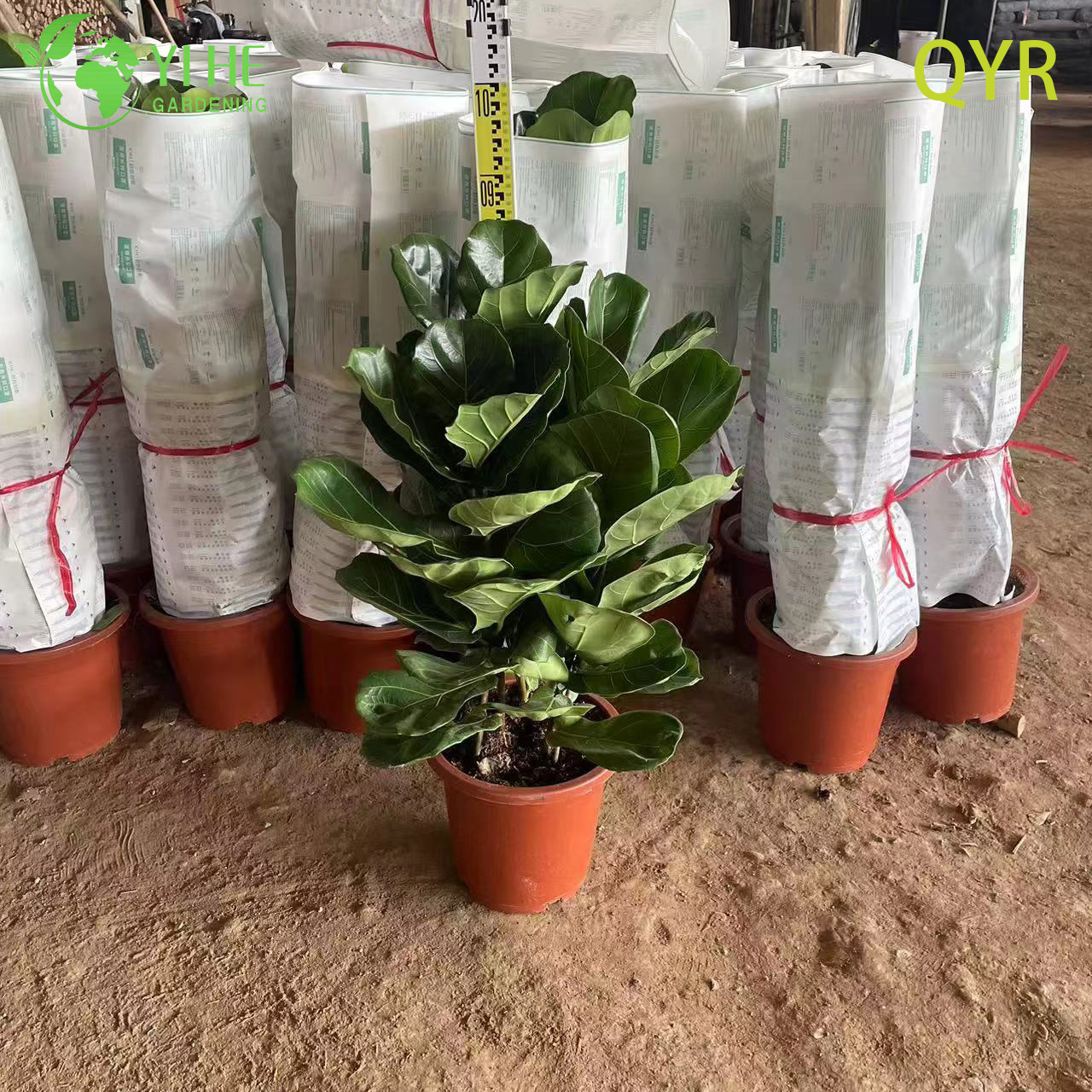 Фикус Лирата декоративное зелёное растение крупное комнатное дерево горшок офис дом интерьер