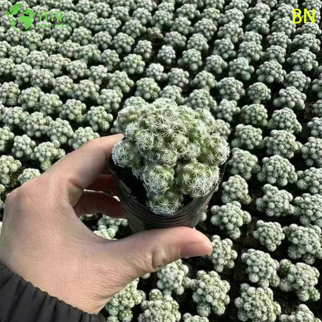 Маммиллара Херреры — Миниатюрный коллекционный цветущий кактус, суккулент для дома и террасы, оптом