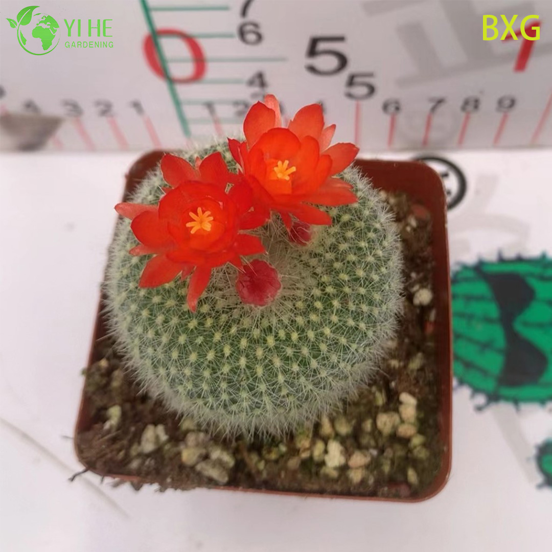 Ребутия мускула — Миниатюрный шаровидный цветущий кактус, суккулент, для коллекции и дома, оптом