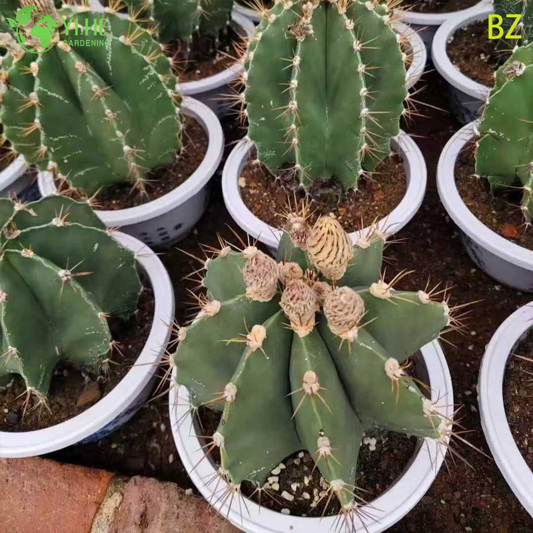 Астрофитум орнатум — Редкий коллекционный декоративный кактус, медленнорастущий суккулент для дома, оптом.