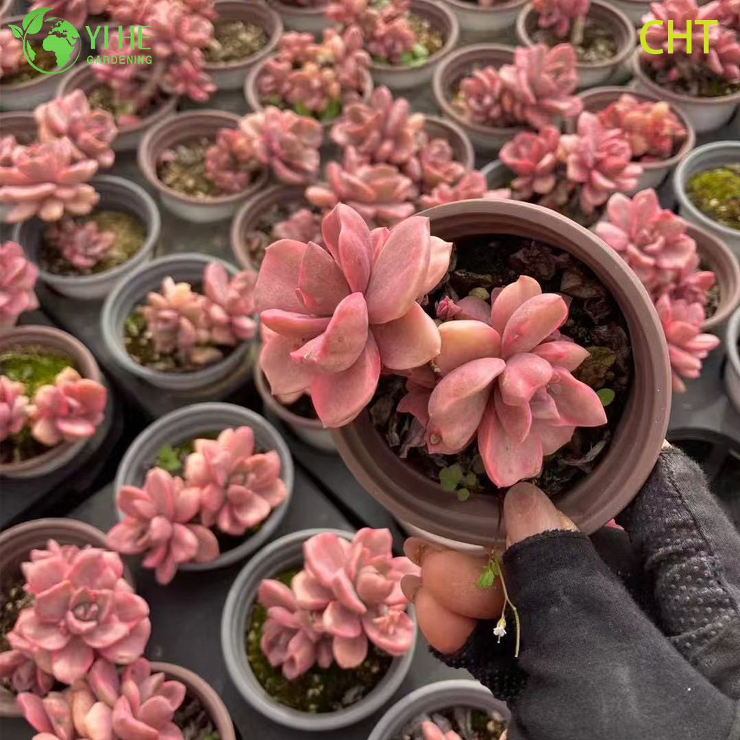 Эхеверия ‘Радуга Конфеты’ — Коллекционный суккулент, декоративная розетка, яркая окраска, для дома, оптом