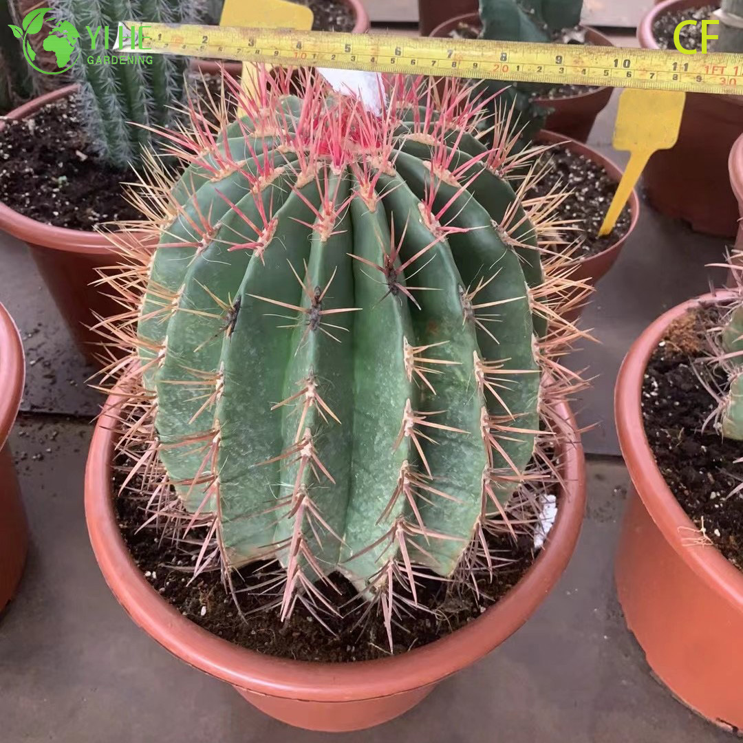 Ферокактус стейнсii — Крупный шаровидный колючий кактус, суккулент для коллекций и дома, оптом