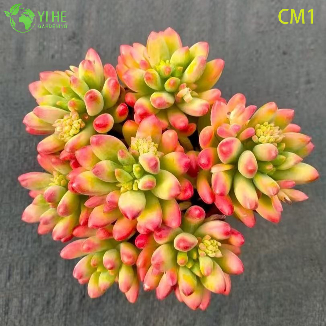 Седум ‘Весенний Проступок’ — Многолетний суккулент, почвопокровный, с розовыми цветками, для альпинария, оптом