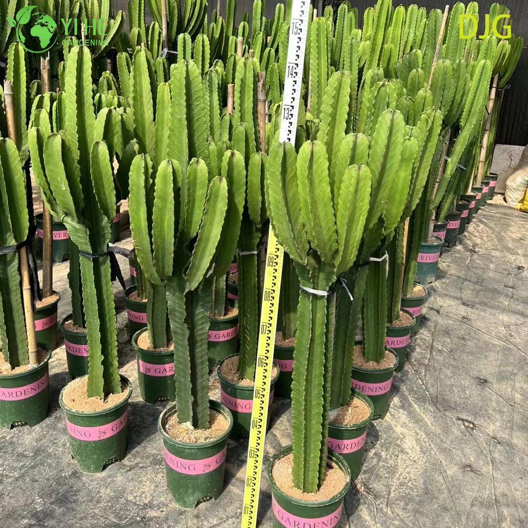 Эвфорбия аммак — Крупный колонновидный суккулент, декоративный, неприхотливый, для интерьера, оптом