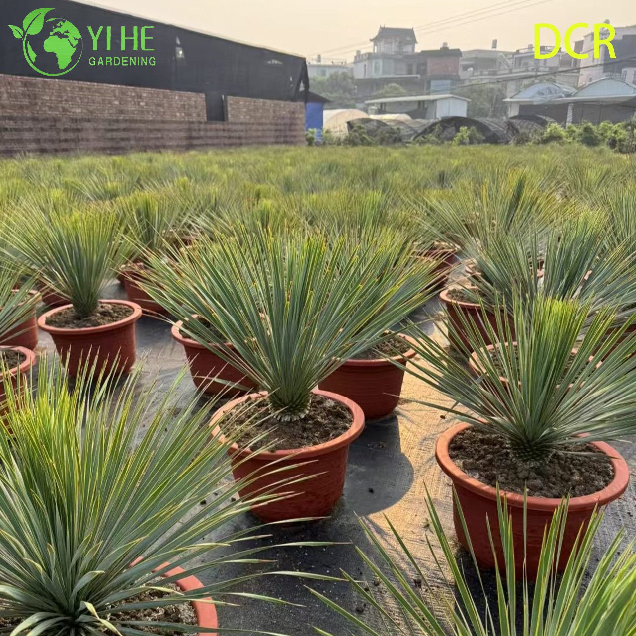 Юкка клювовидная — Морозостойкое вечнозеленое ландшафтное дерево, для сада и кашпо, оптом