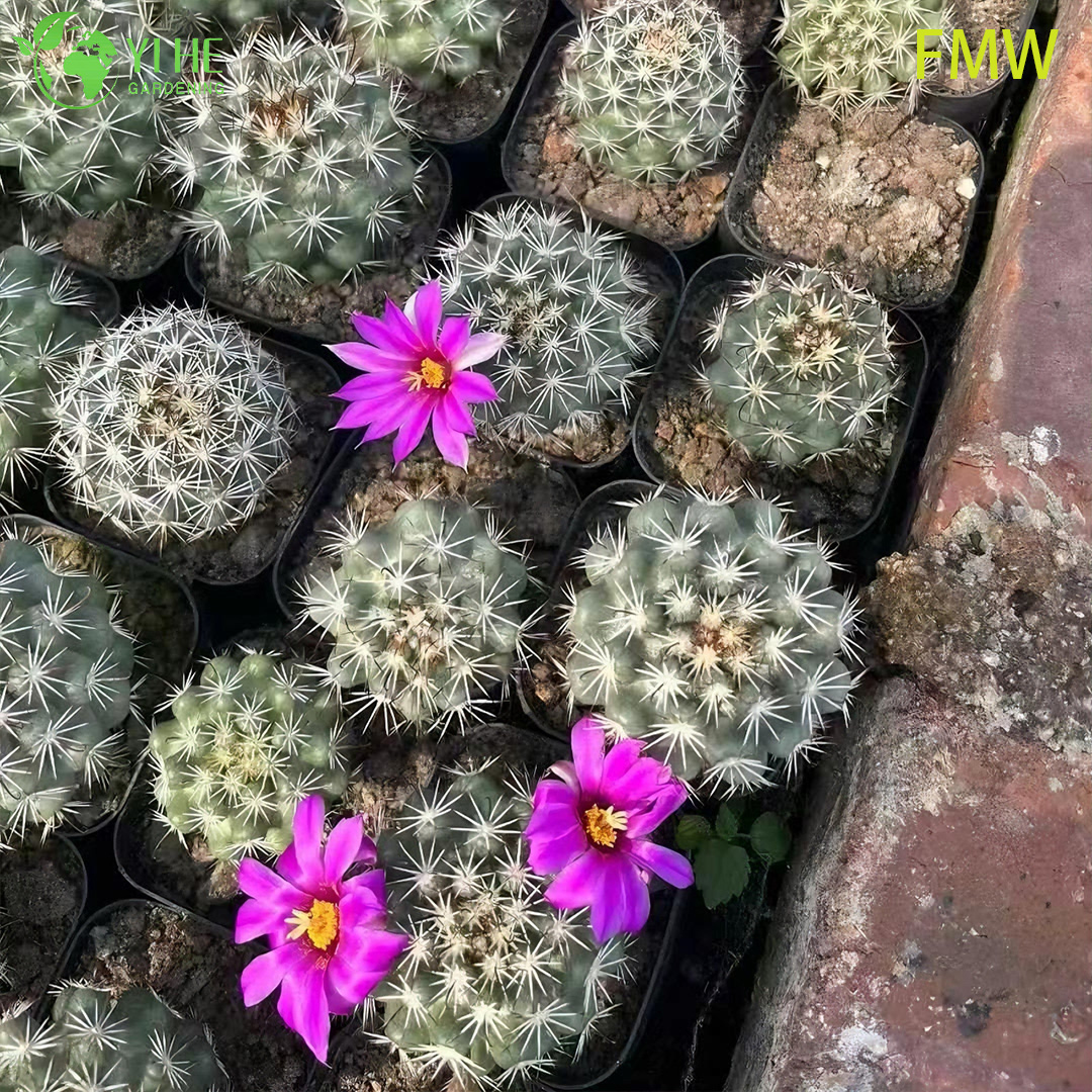 Пародия ленингаузии — Золотистый декоративный кактус, суккулент для дома, неприхотливый, оптом