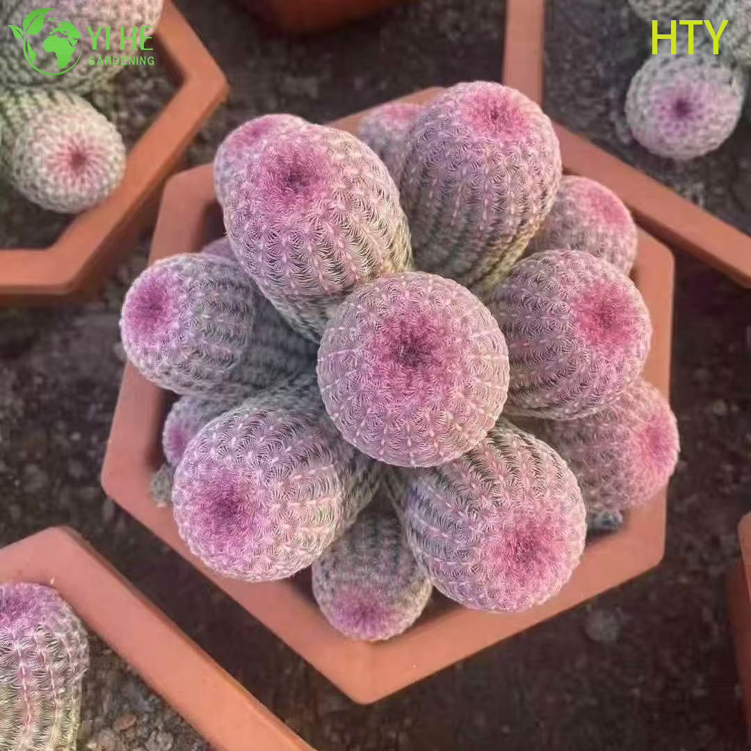 Седум ‘Красное Солнце’ — Эффектный декоративный многолетний суккулент, морозостойкий, для сада и кашпо, оптом