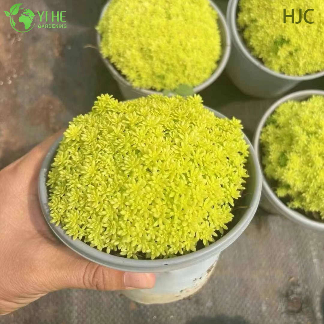 Седум испанский — Миниатюрный почвопокровный суккулент, морозостойкий, для альпинариев, оптом