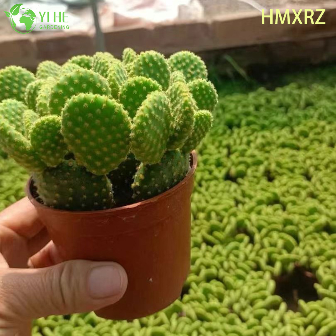 Опунция микродасис — Декоративный комнатный мини-кактус, суккулент, не требующий полива, оптом