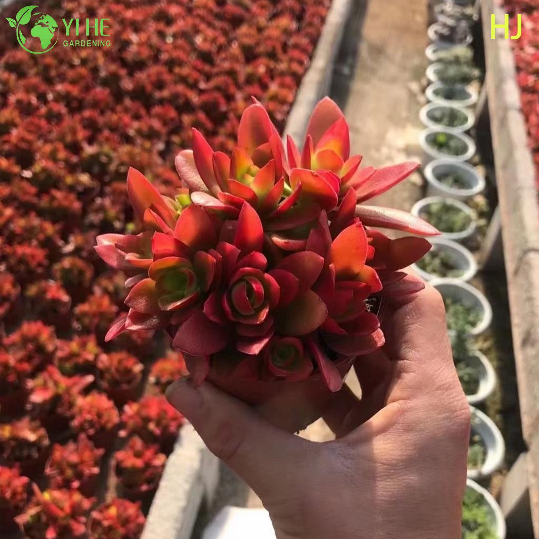 Крассула тюрсифлора — Суккулент комнатный, компактный, неприхотливый, с красными листьями, оптом