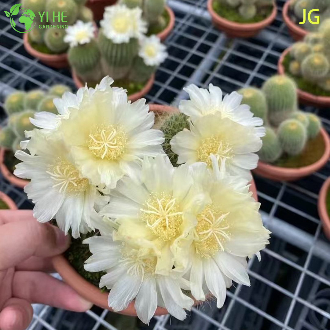 Пародия ленингаузии — Золотистый цилиндрический кактус, суккулент, желтые цветки, для декора, оптом