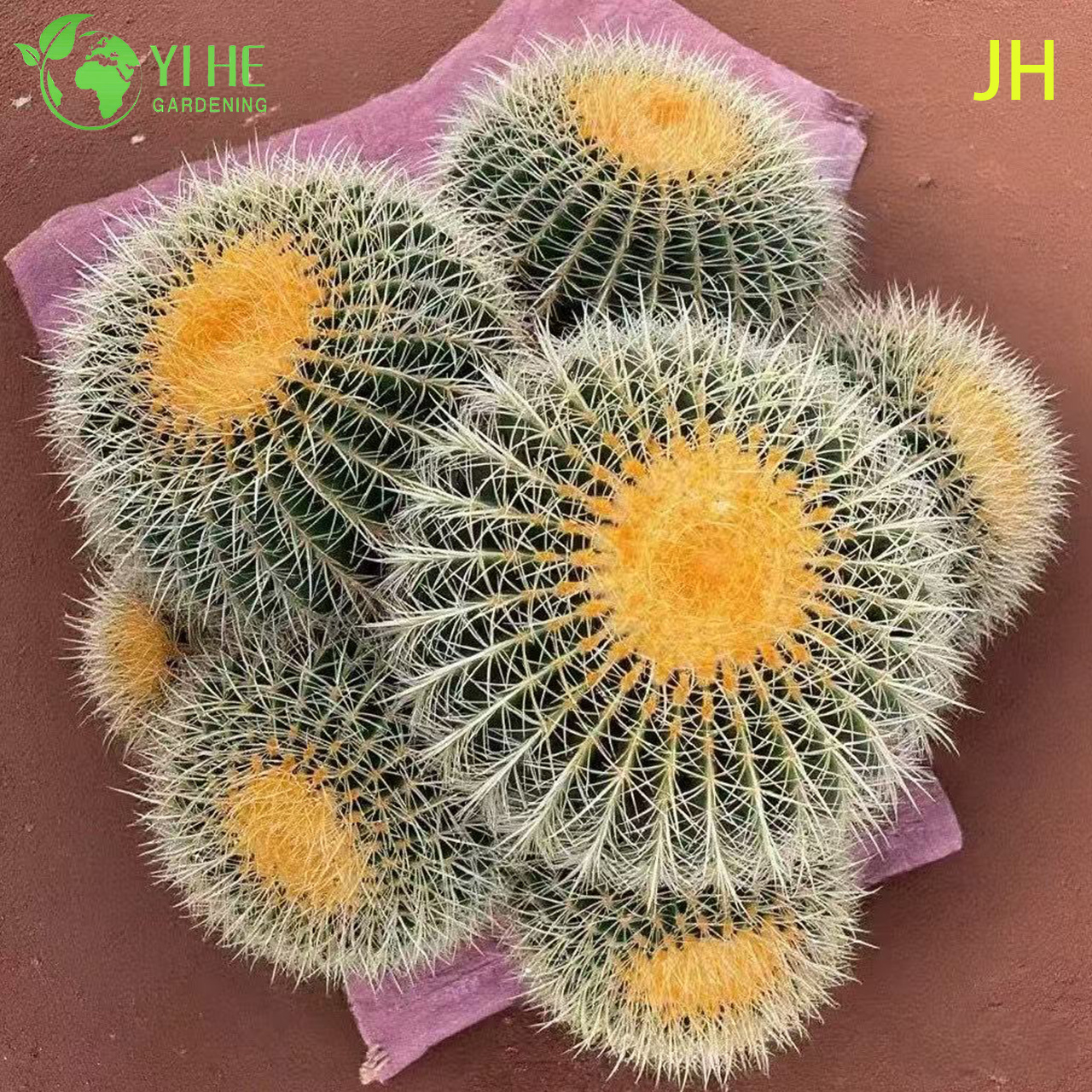 Эхинокактус грузонии — Золотистый шаровидный декоративный кактус, суккулент, для интерьера, оптом