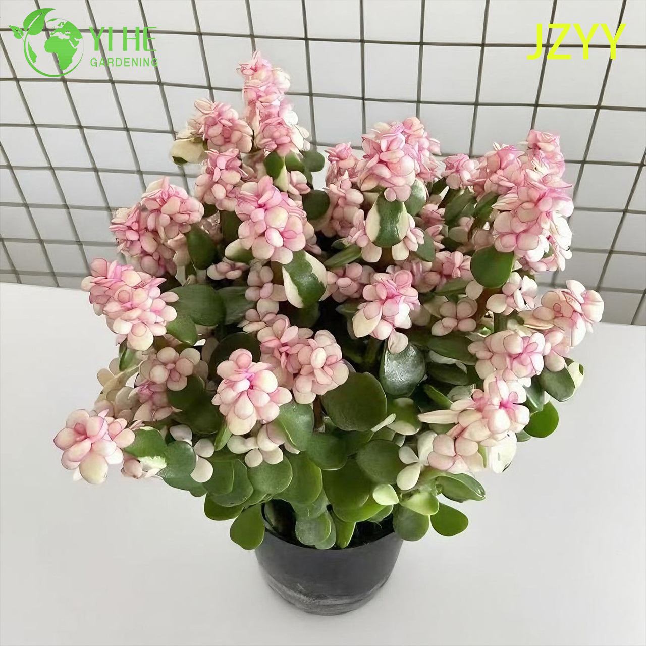 Портулакарья африканская — Вечнозеленый суккулент, устойчивый, для бонсай и дома, оптом