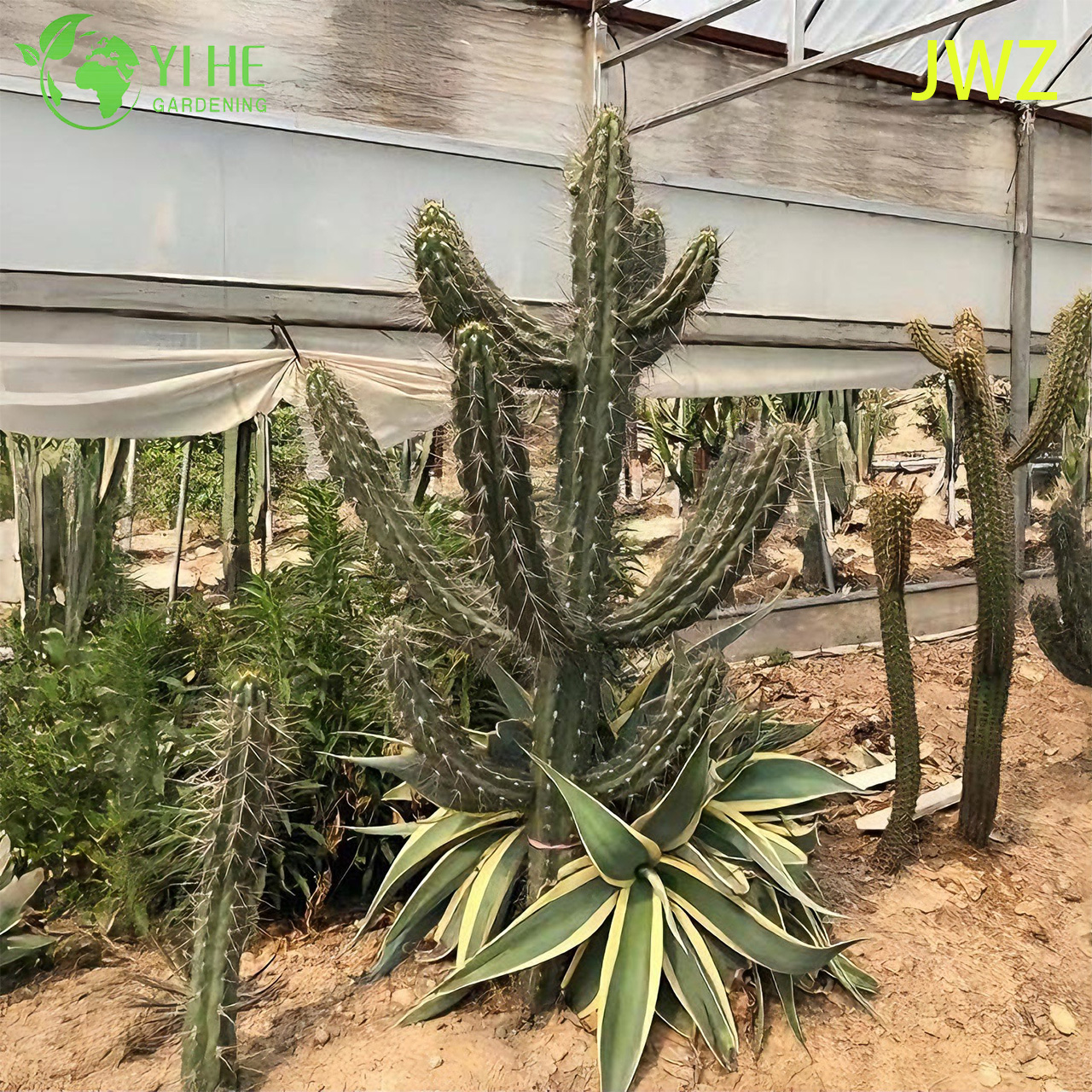 Стецония корин — Аргентинский колонновидный кактус, суккулент, крупный, для ландшафта, оптом