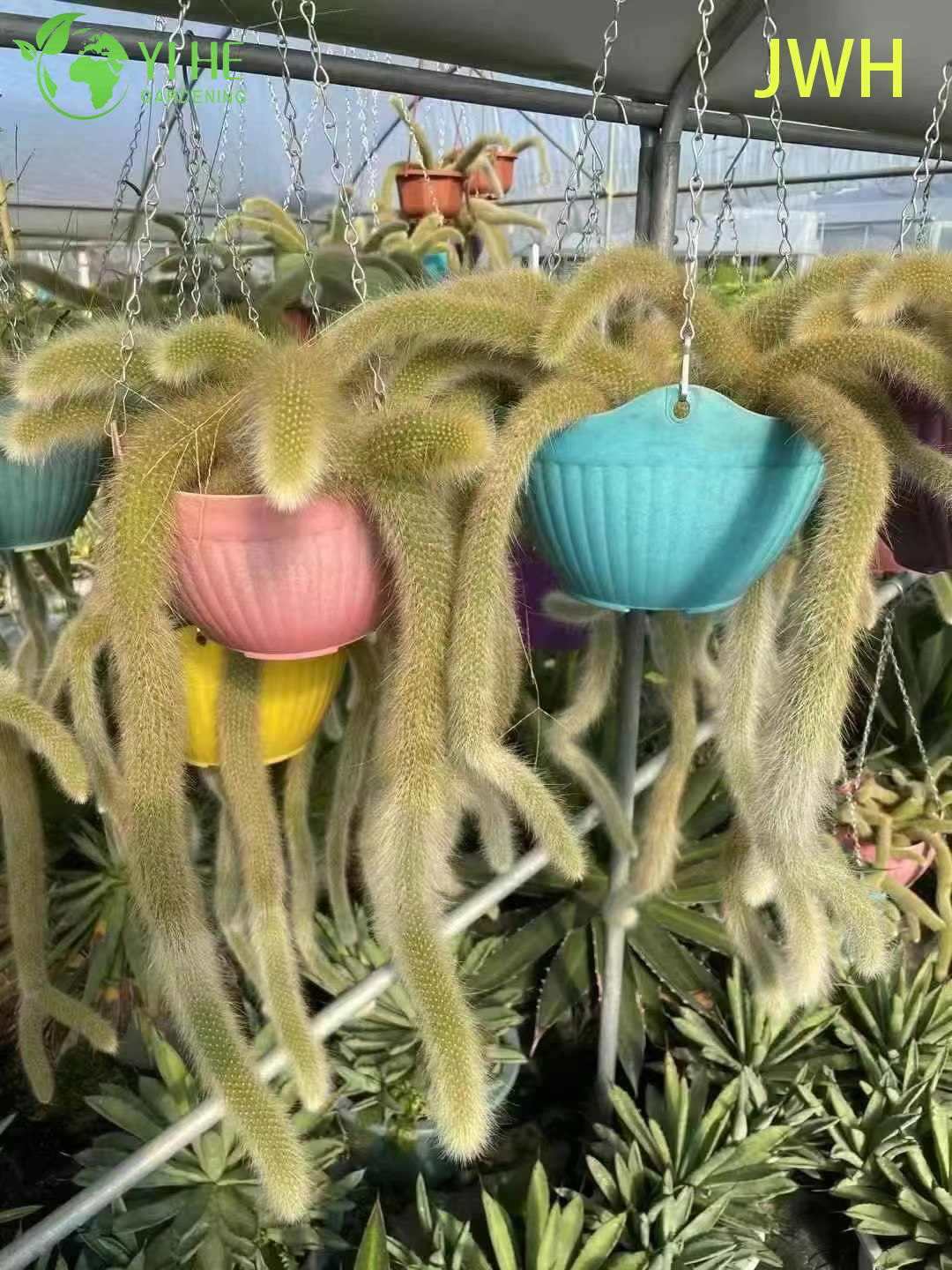 Хилдевинтера коладемононис — Декоративный ампельный кактус, длинные волоски, для дома и террас, оптом