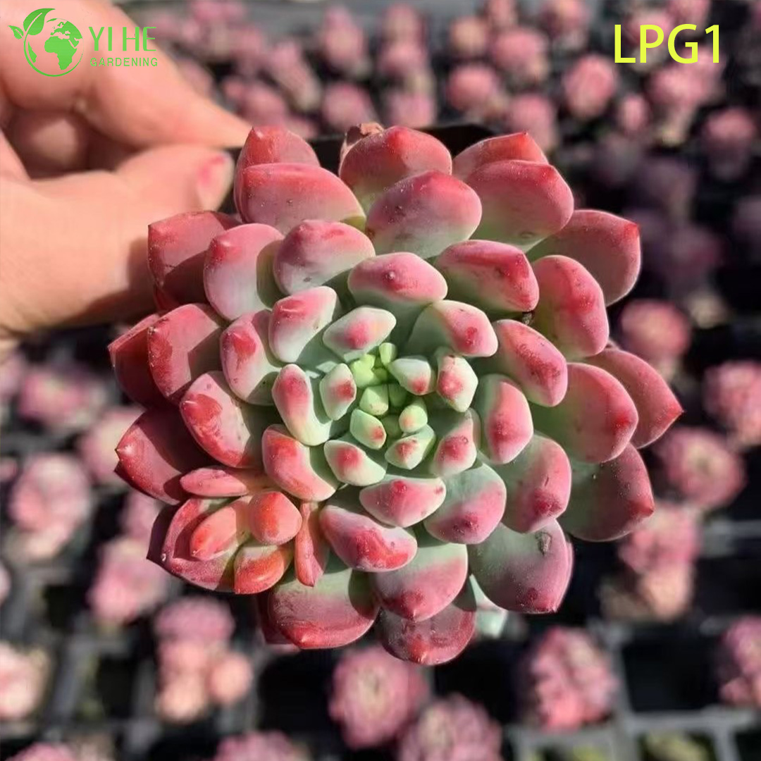 Эхеверия ‘Голубое Яблоко’ — Коллекционный комнатный суккулент, декоративная голубая розетка, мини-растение, оптом