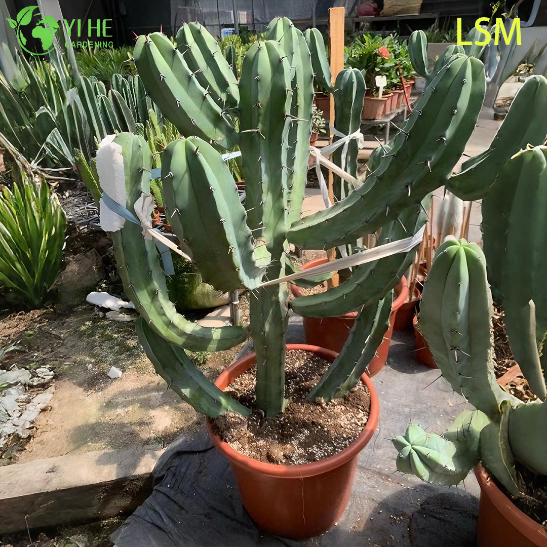 Миртиллокактус геометрицанс — Голубой столбчатый кактус, декоративный, для коллекции и сада, оптом