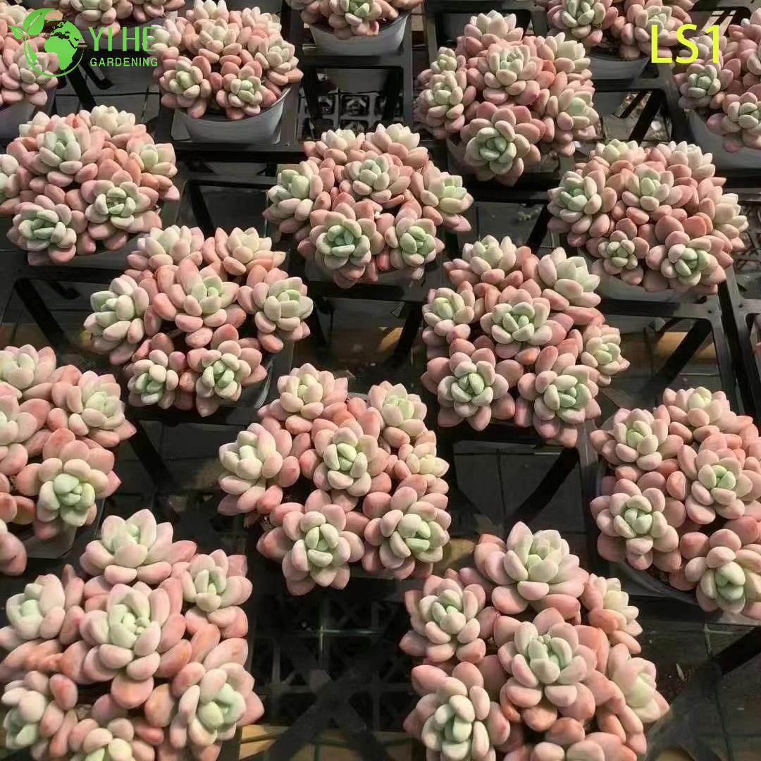 Эхеверия ‘Луошэнь’ — Элитный коллекционный суккулент, компактная розовая розетка, комнатное, оптом