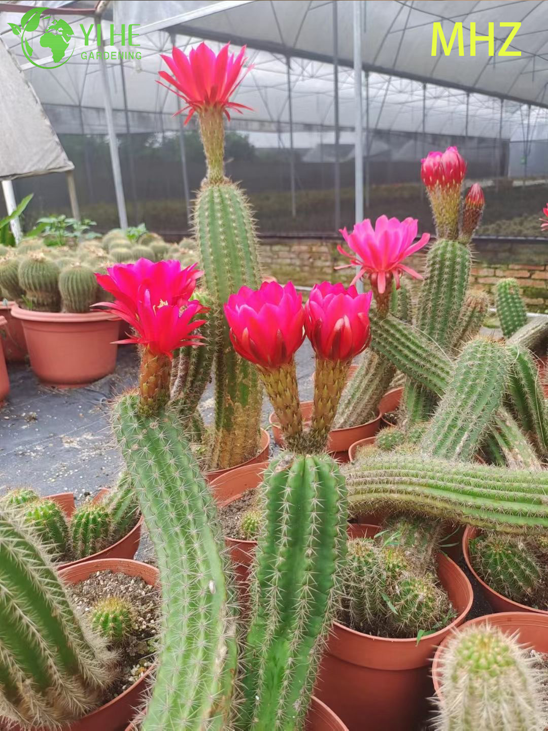 Эхинопсис гибрид — Шаровидный цветущий кактус, крупноцветковый, комнатный, уникальный, оптом