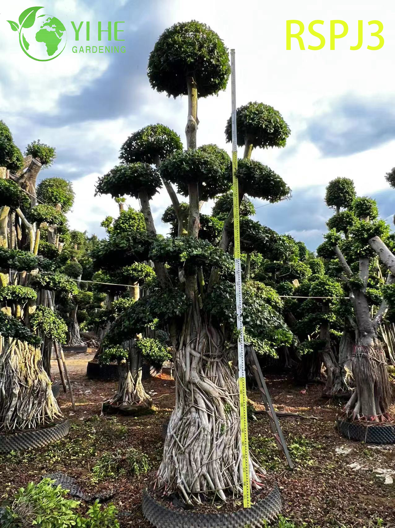 Фикус бонсай декоративное комнатное дерево миниатюрное растение офисный декор оптом экспорт