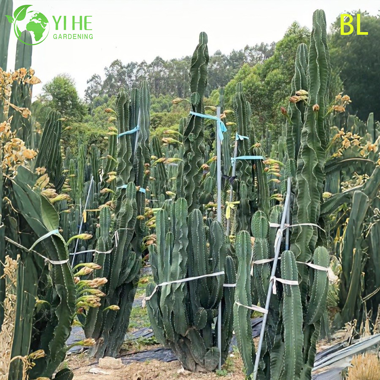 Эхинопсис перуанская — Крупный столбчатый кактус, быстрорастущий, ландшафтный цереус, оптом