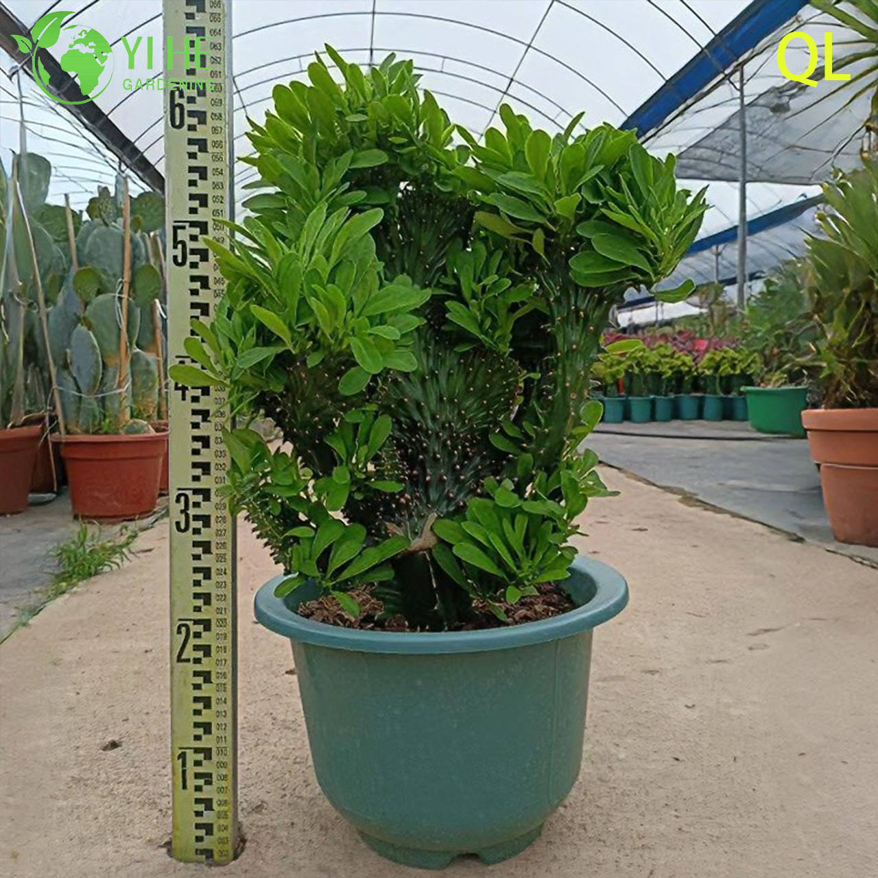 Эвфорбия ‘Кристофита’ — Редкая кристатная форма, коллекционный суккулент, крупная, декоративная, оптом